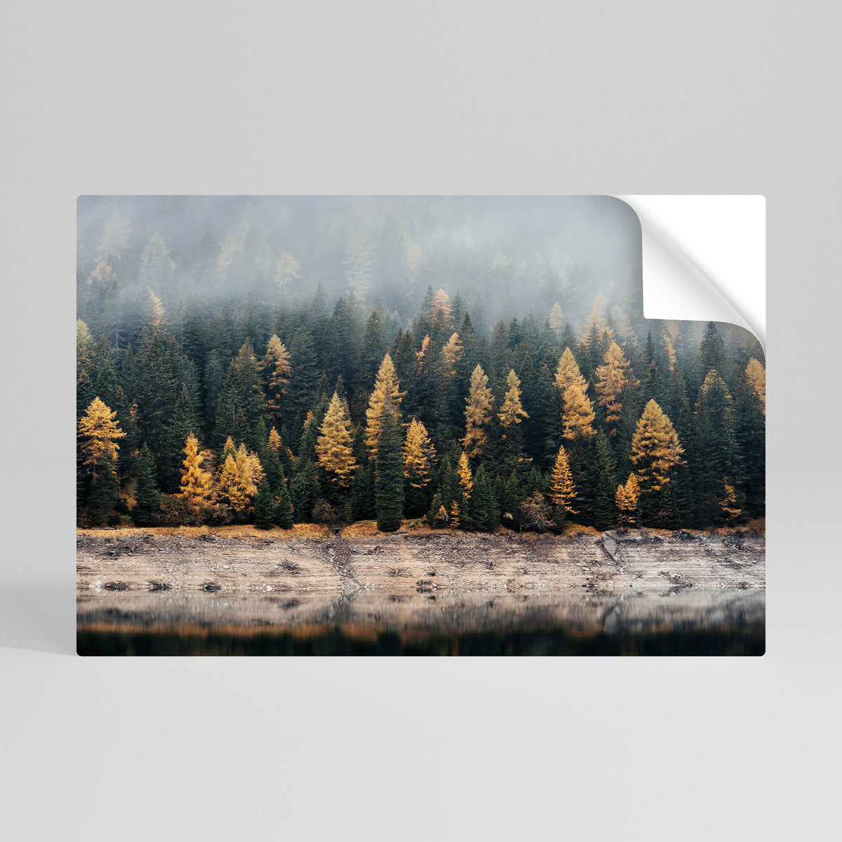 GOLDEN TREES IN FOG Póster adhesivo horizontal