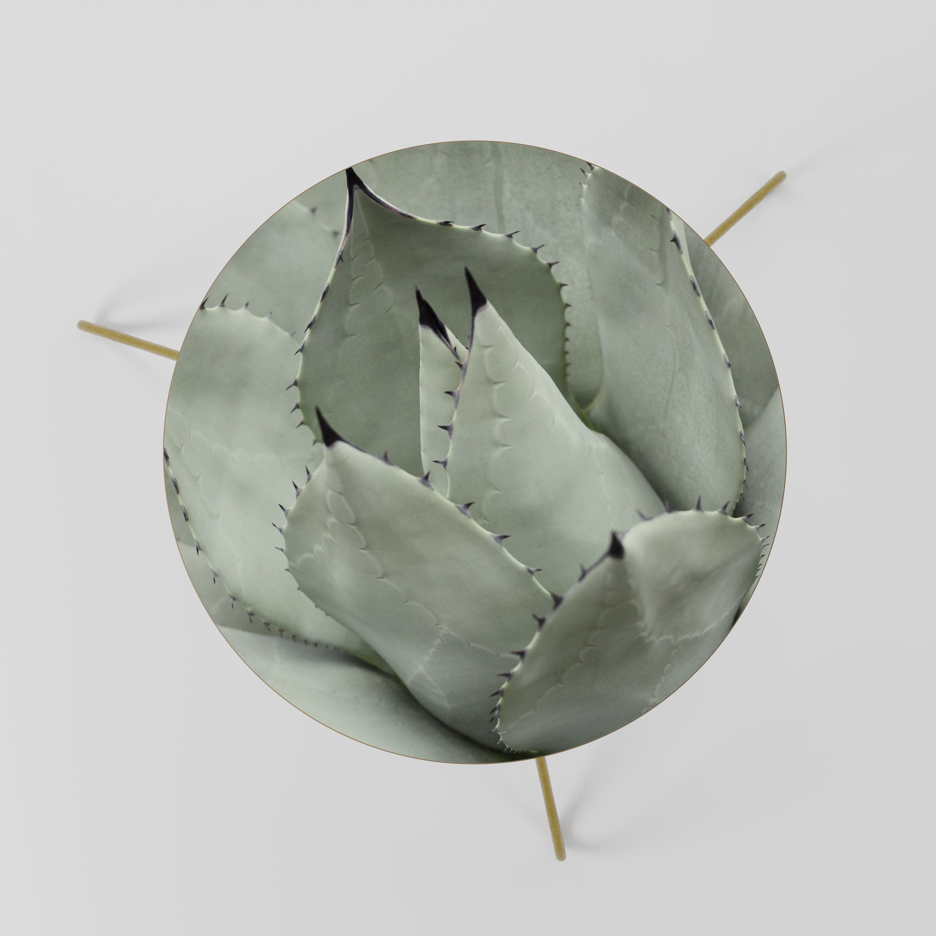 MYSTICAL SUCCULENT DREAM Coffee Table 60