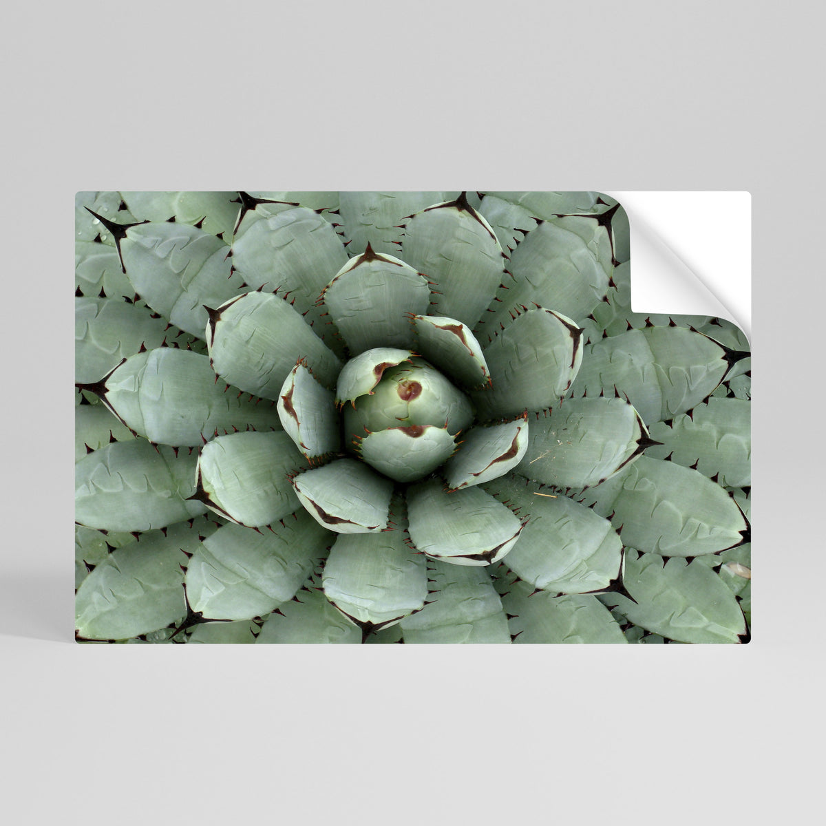 SUCCULENT SYMMETRY Póster adhesivo horizontal