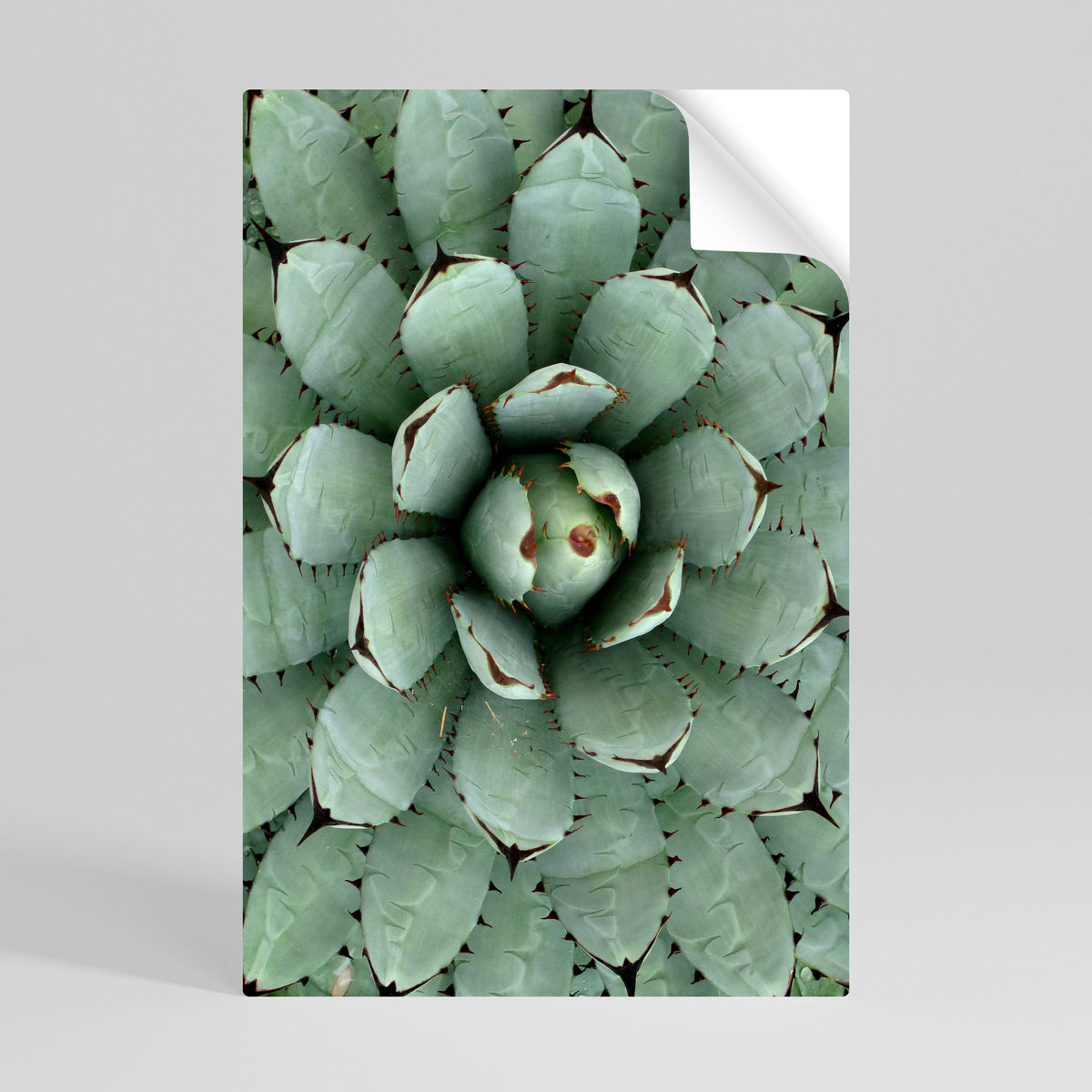 SUCCULENT SYMMETRY Peel and Stick Vertical Poster