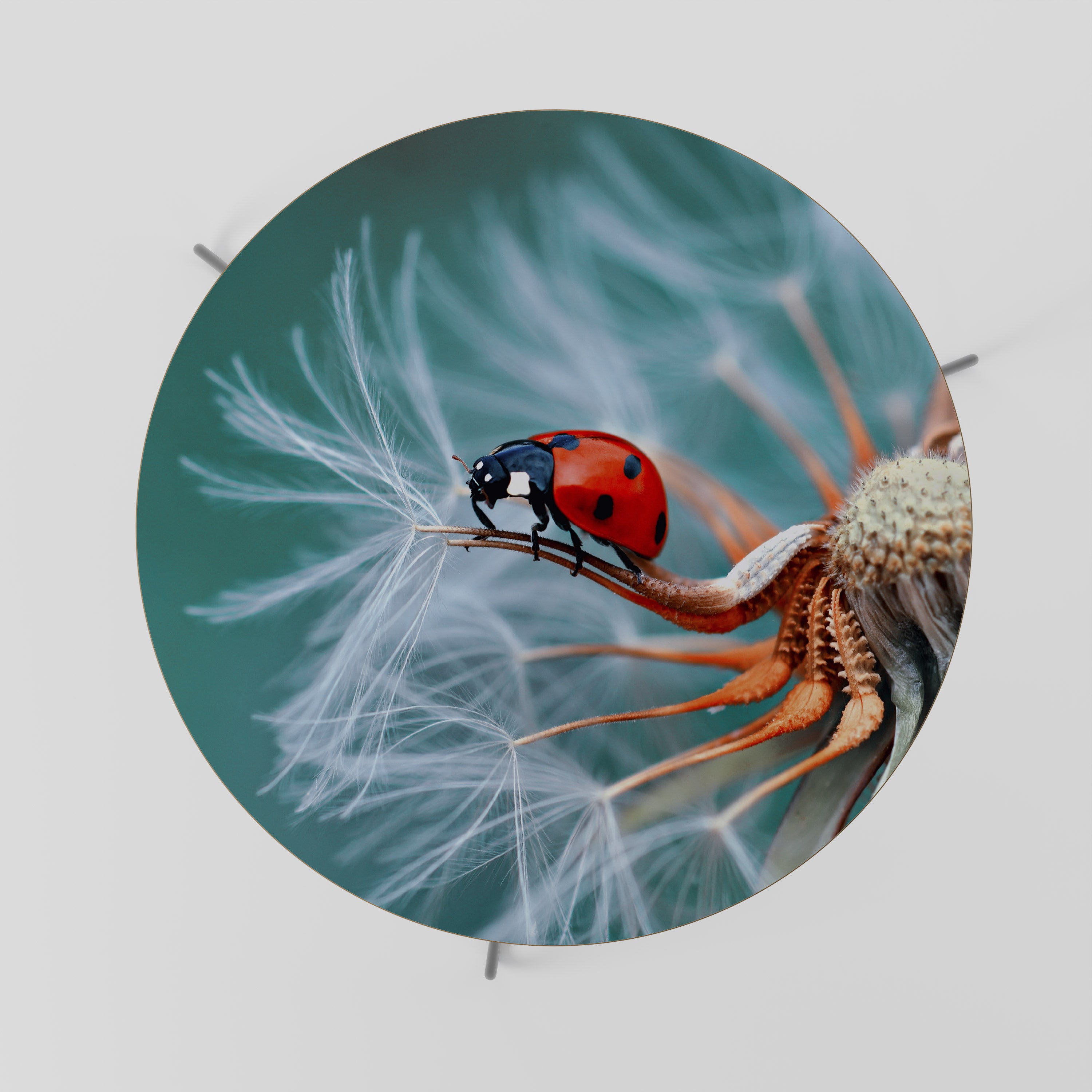 Mesa de centro LADYBUG BALANCE 69