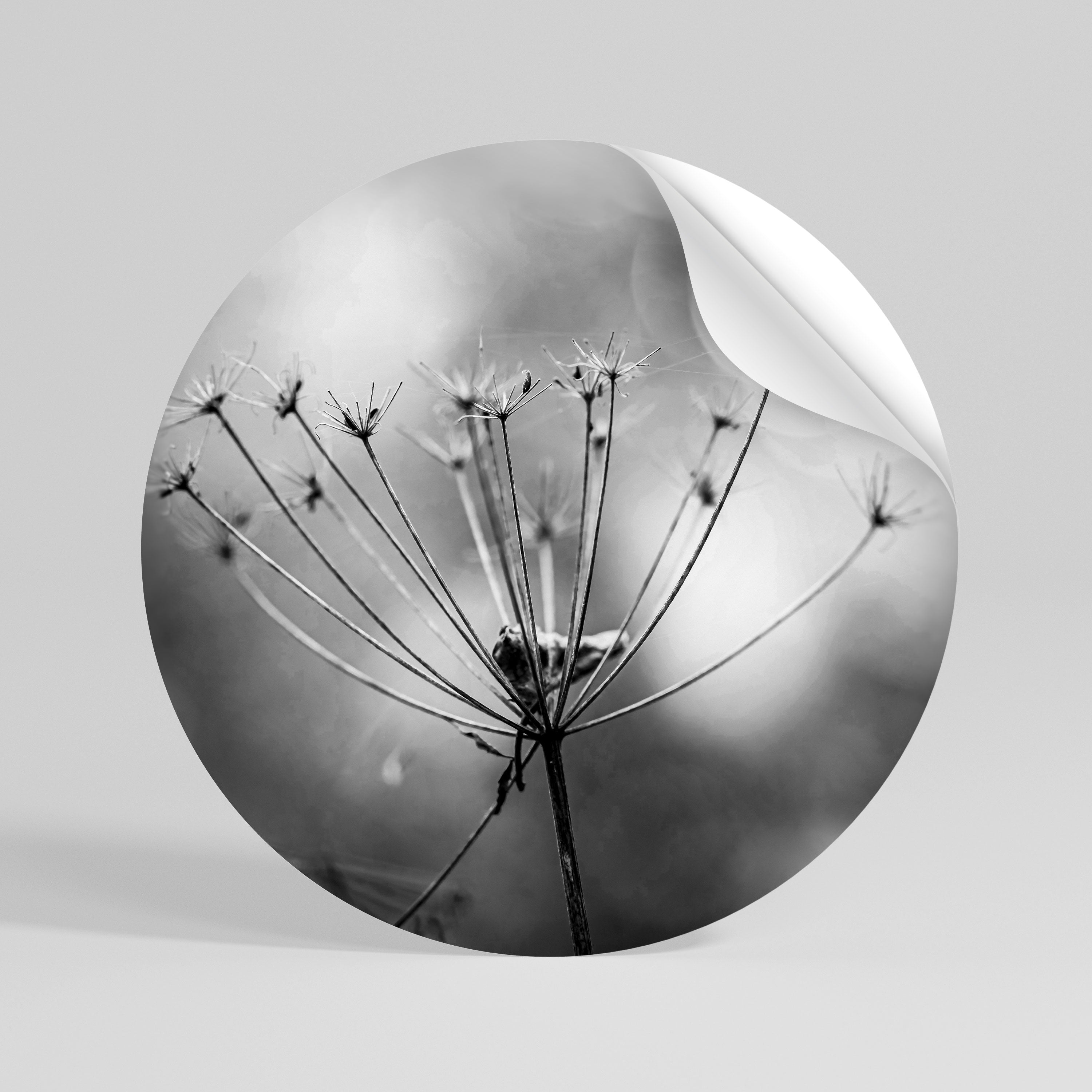 MINIMALIST BLOOM Vinilo adhesivo redondo