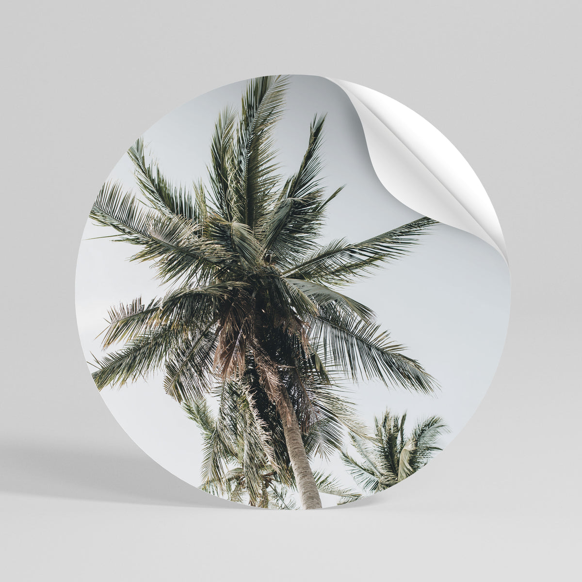PALM PARADISE SIGHT Vinilo adhesivo redondo