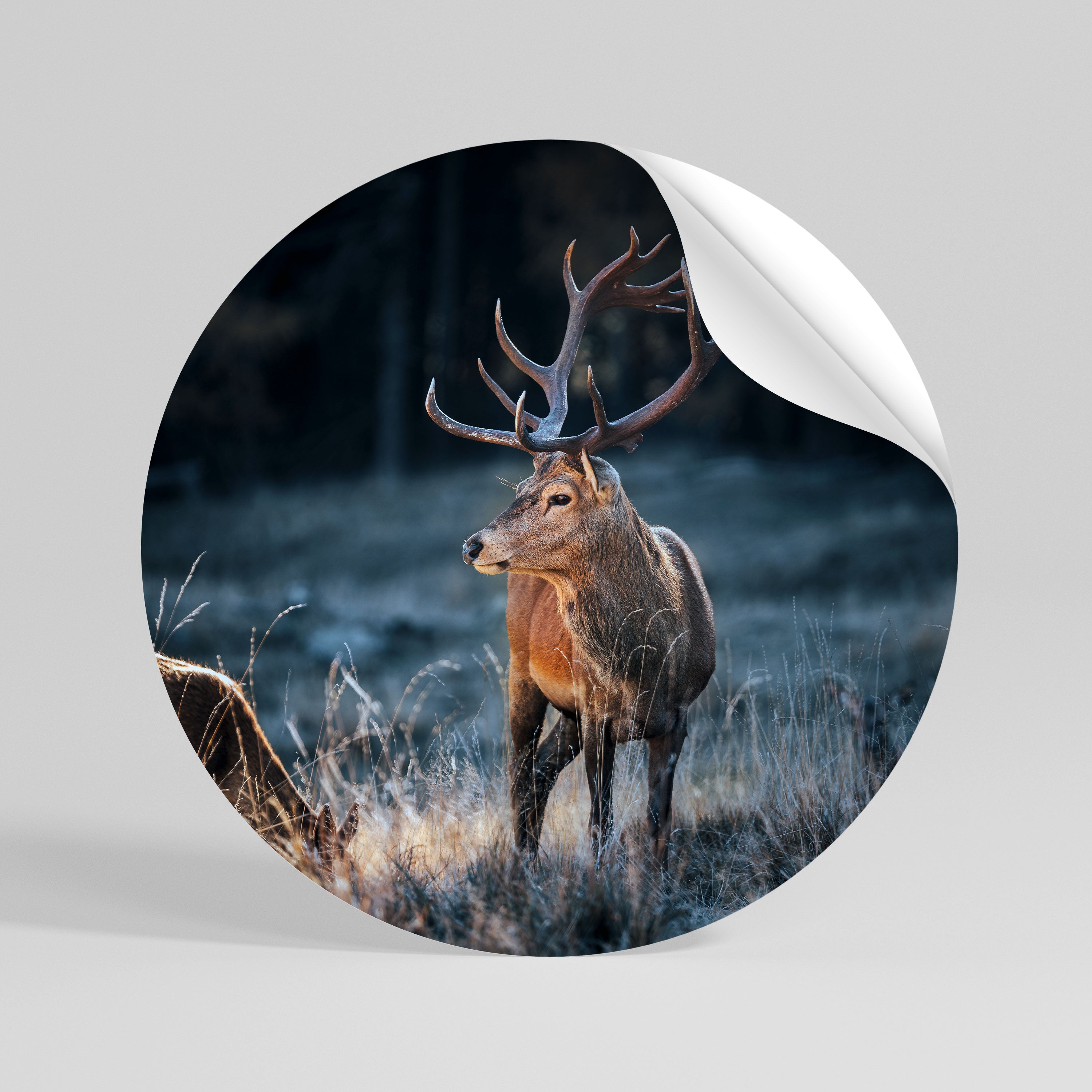 ANTLERED REGALITY Vinilo adhesivo redondo