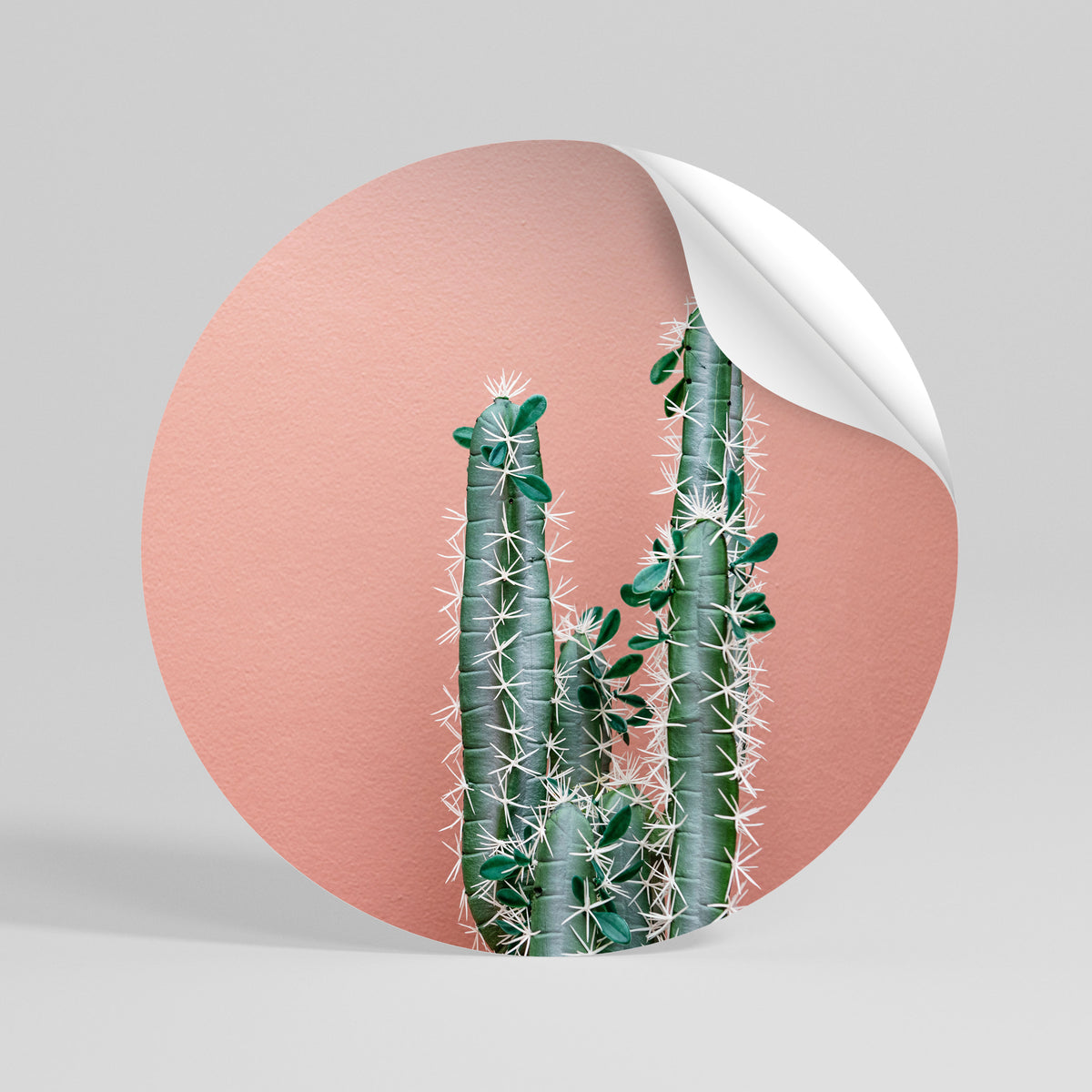 LORD CACTUS Vinilo adhesivo redondo