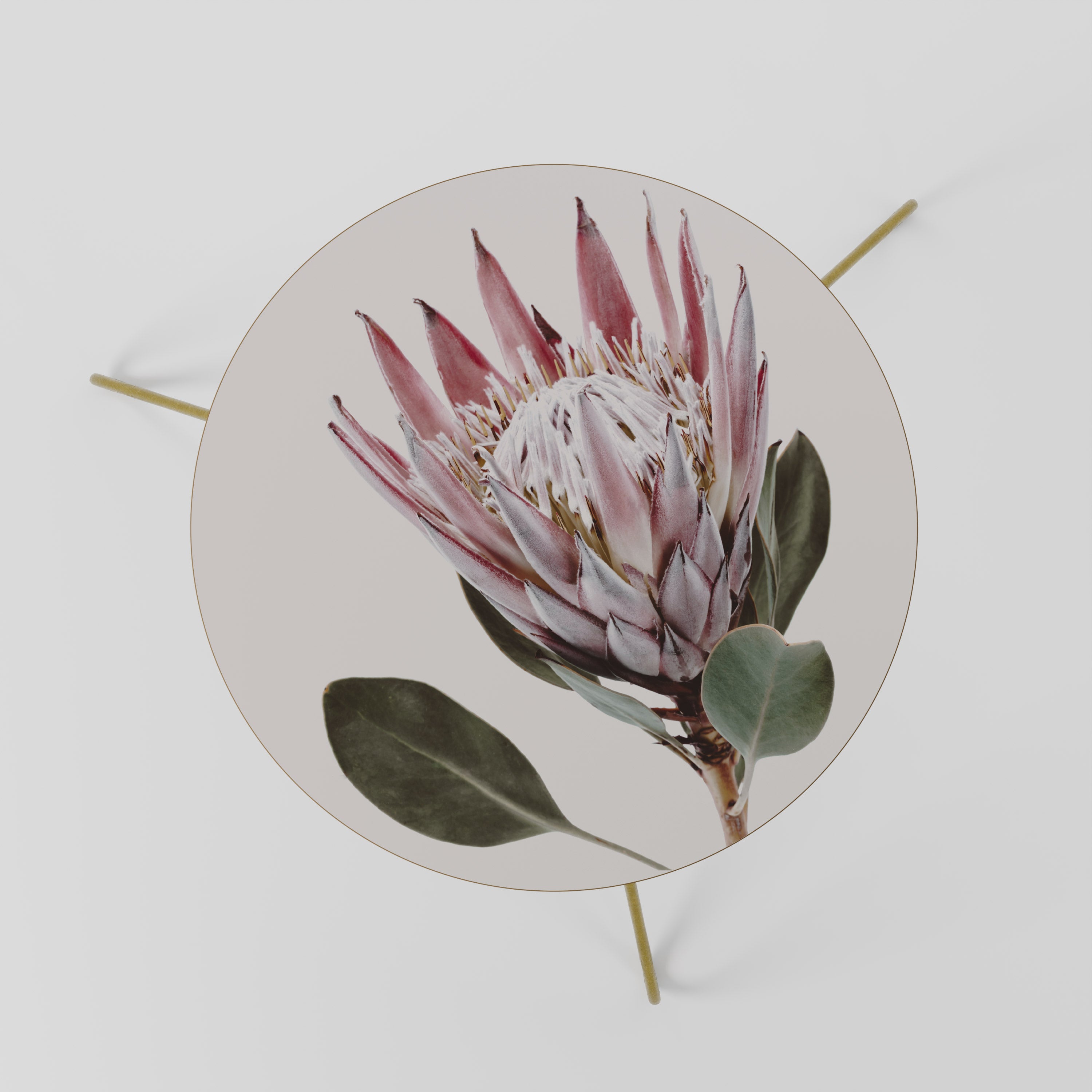 PROTEA FLOWER Coffee Table 60