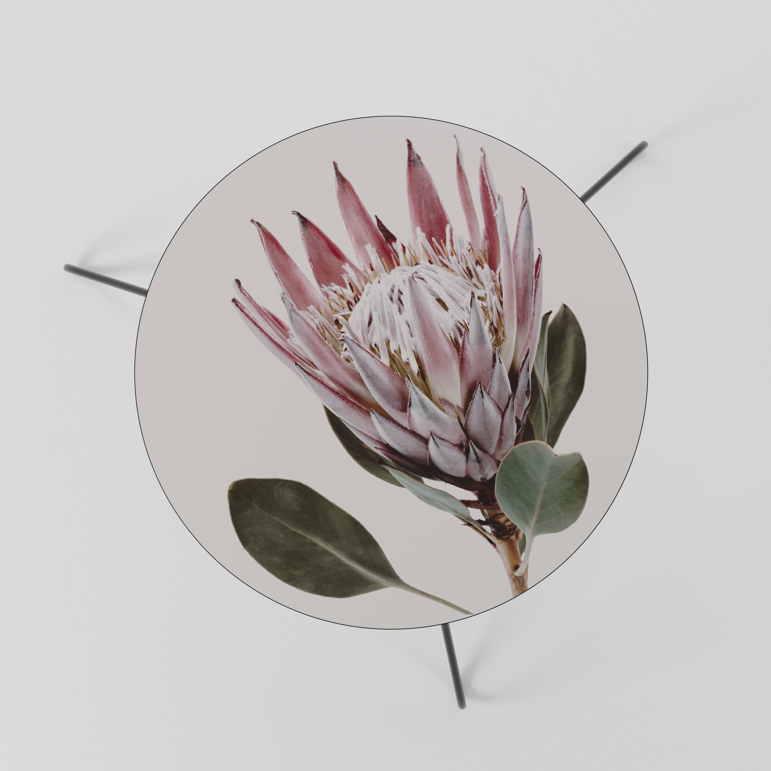 PROTEA FLOWER Coffee Table 60