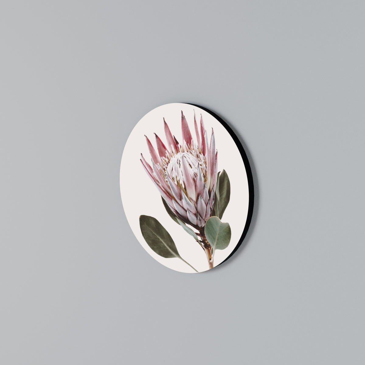 PROTEA FLOWER Arte de pared redondo