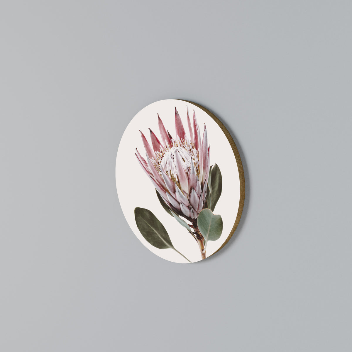 PROTEA FLOWER Arte de pared redondo