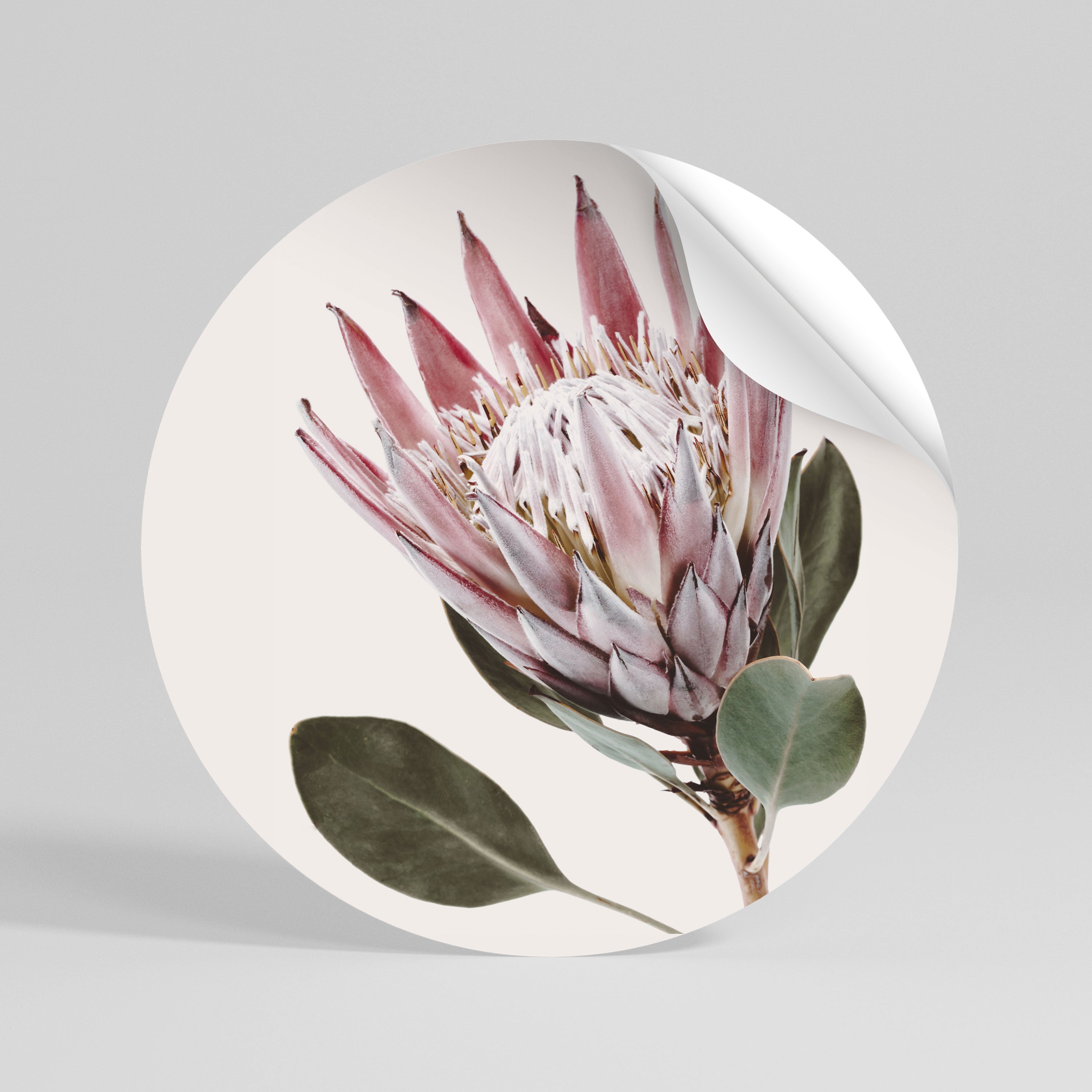 PROTEA FLOWER Vinilo adhesivo redondo