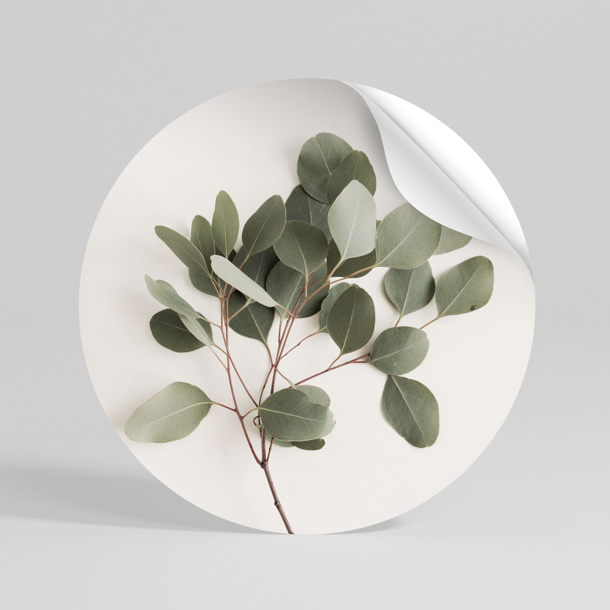 EUCALYPTUS BRANCH Vinilo adhesivo redondo