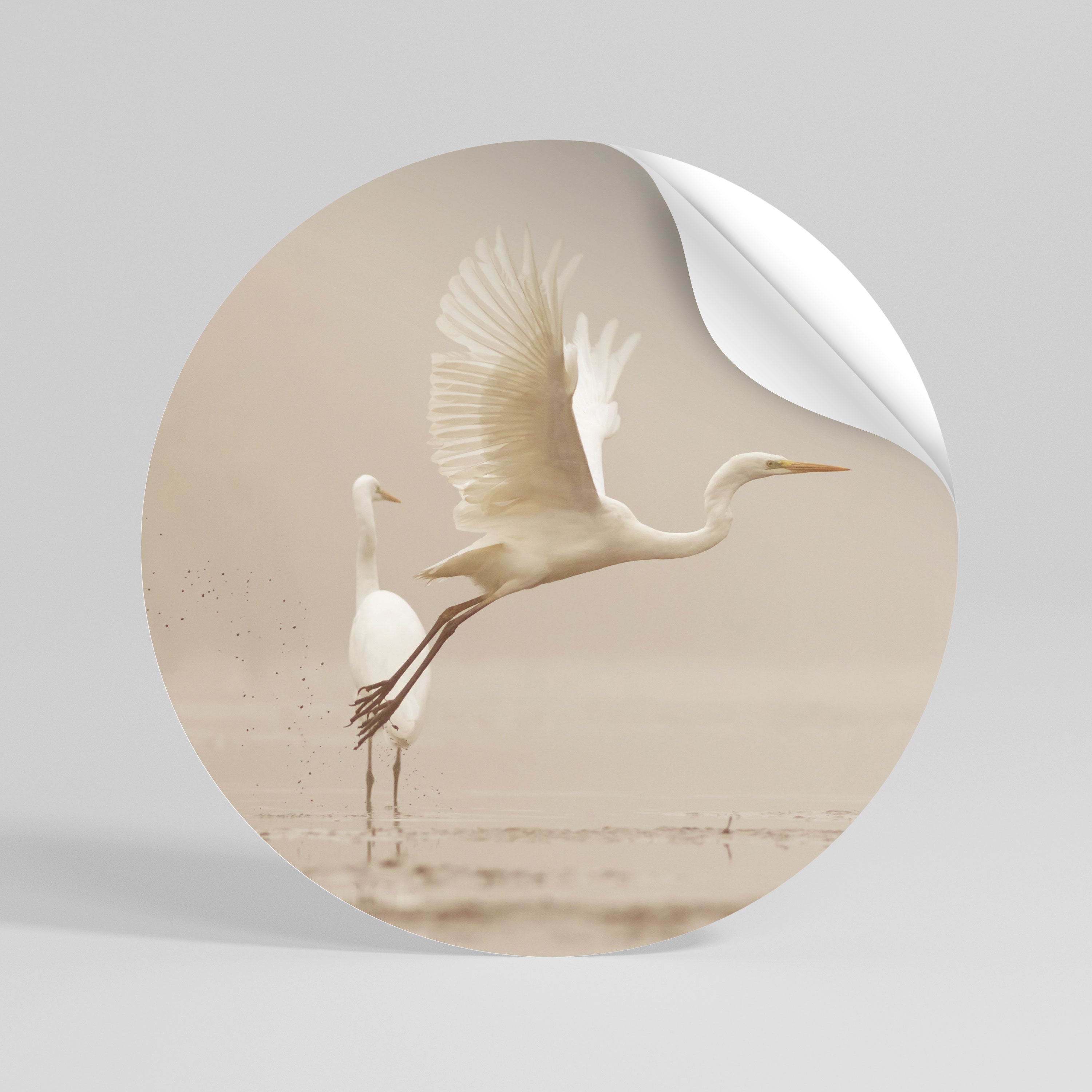 ELEGANT ASCENT Vinilo adhesivo redondo