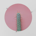 Mesa de centro MISTER CACTUS 69