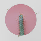 Mesa de centro MISTER CACTUS 69