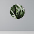 SHARP MONSTERA Decoración de Pared Redonda