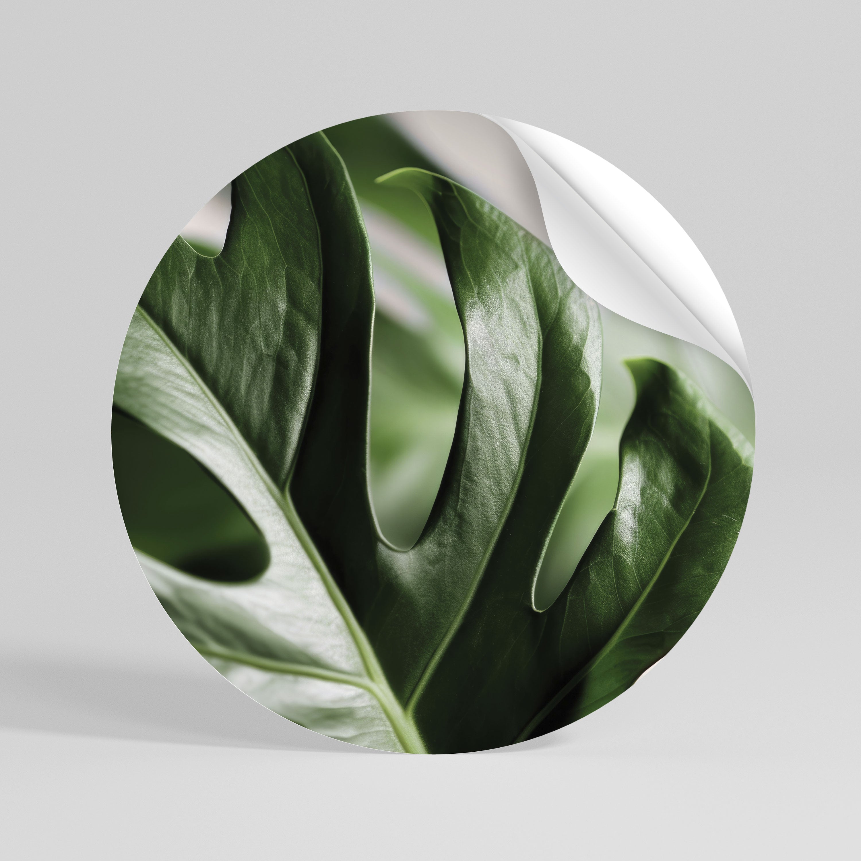 SHARP MONSTERA Vinilo adhesivo redondo
