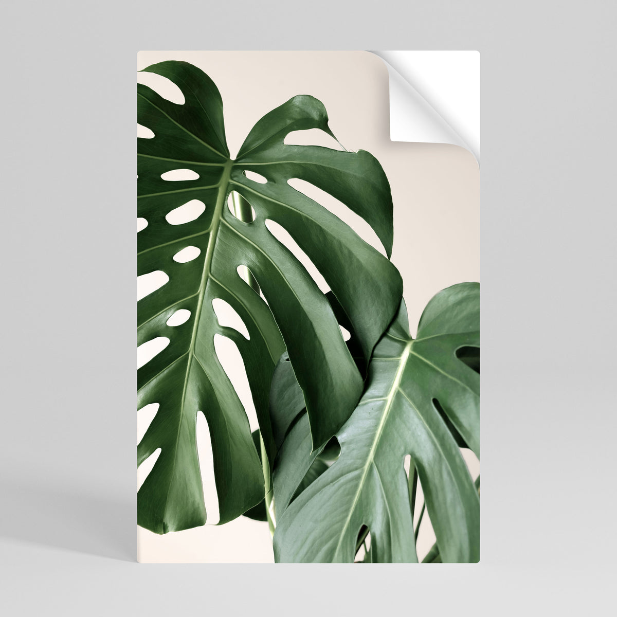 MONSTERA ACCURACY Póster adhesivo vertical