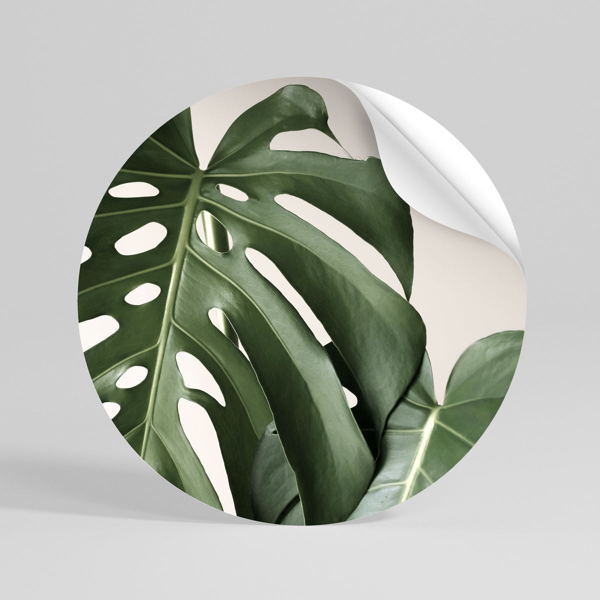 MONSTERA ACCURACY Vinilo adhesivo redondo