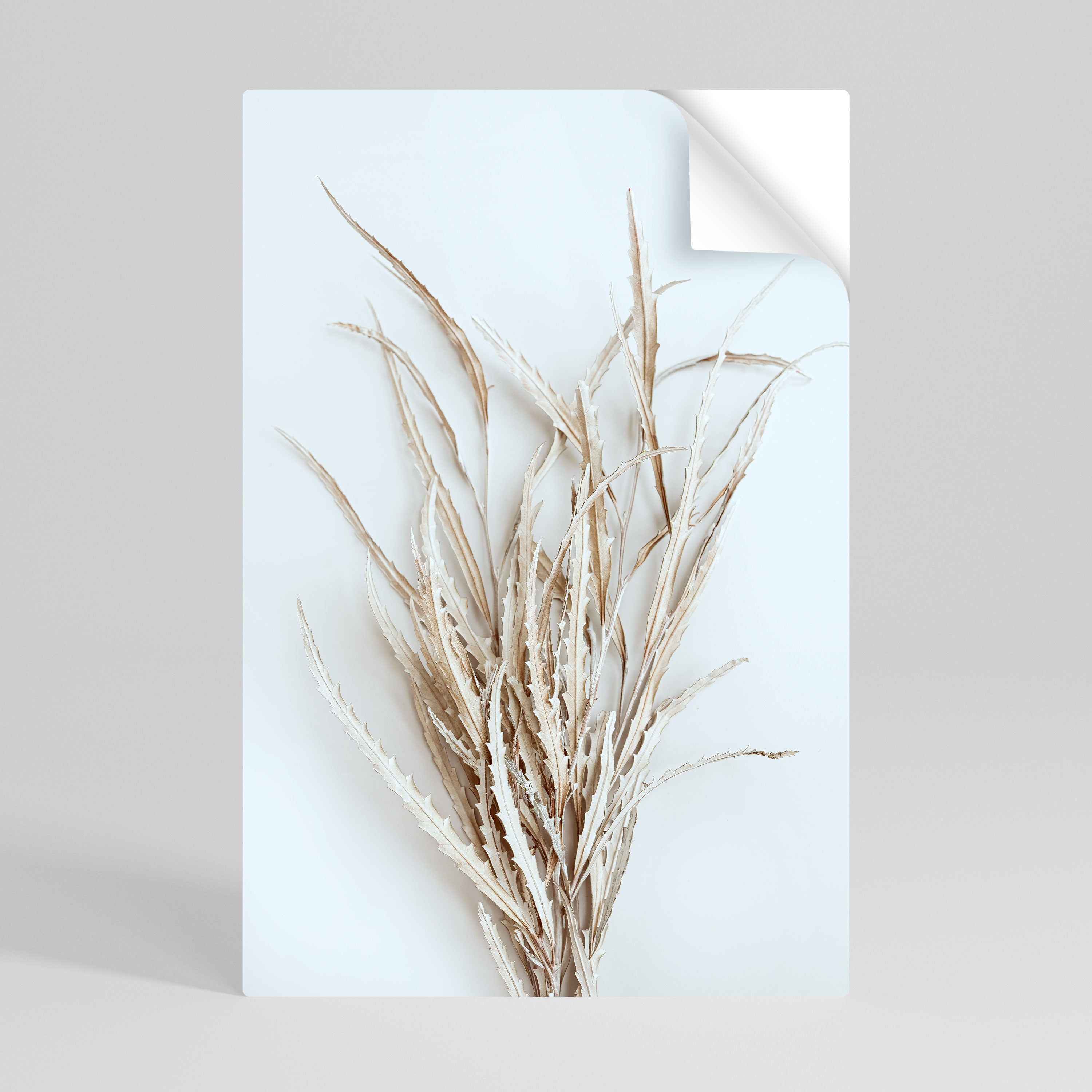 DRIED DREAMS DISPLAY Póster adhesivo vertical