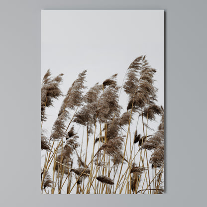 DANCE OF REEDS Cuadro en lienzo vertical