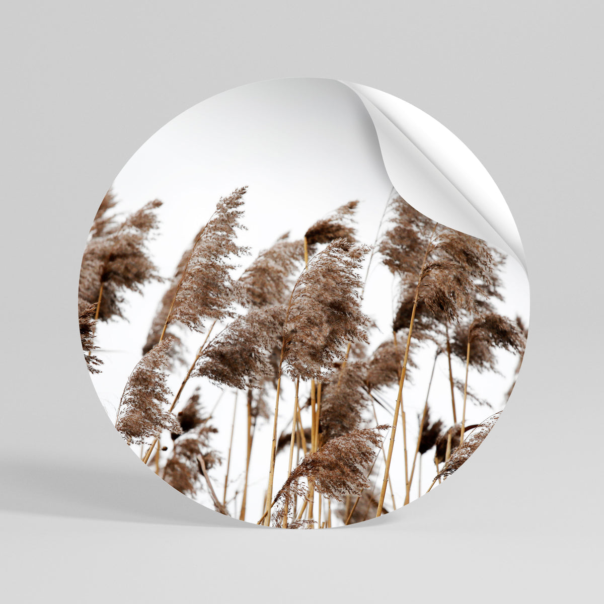 DANCE OF REEDS Vinilo adhesivo redondo