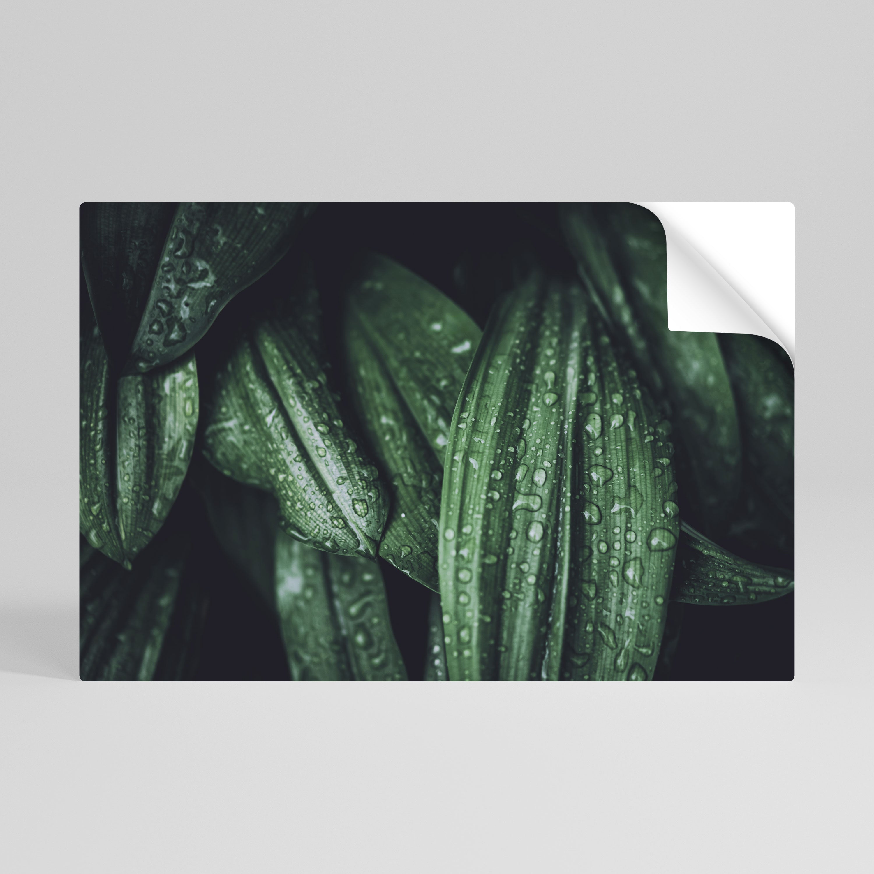 BAILE DE GOTAS LUSH Póster horizontal autoadhesivo