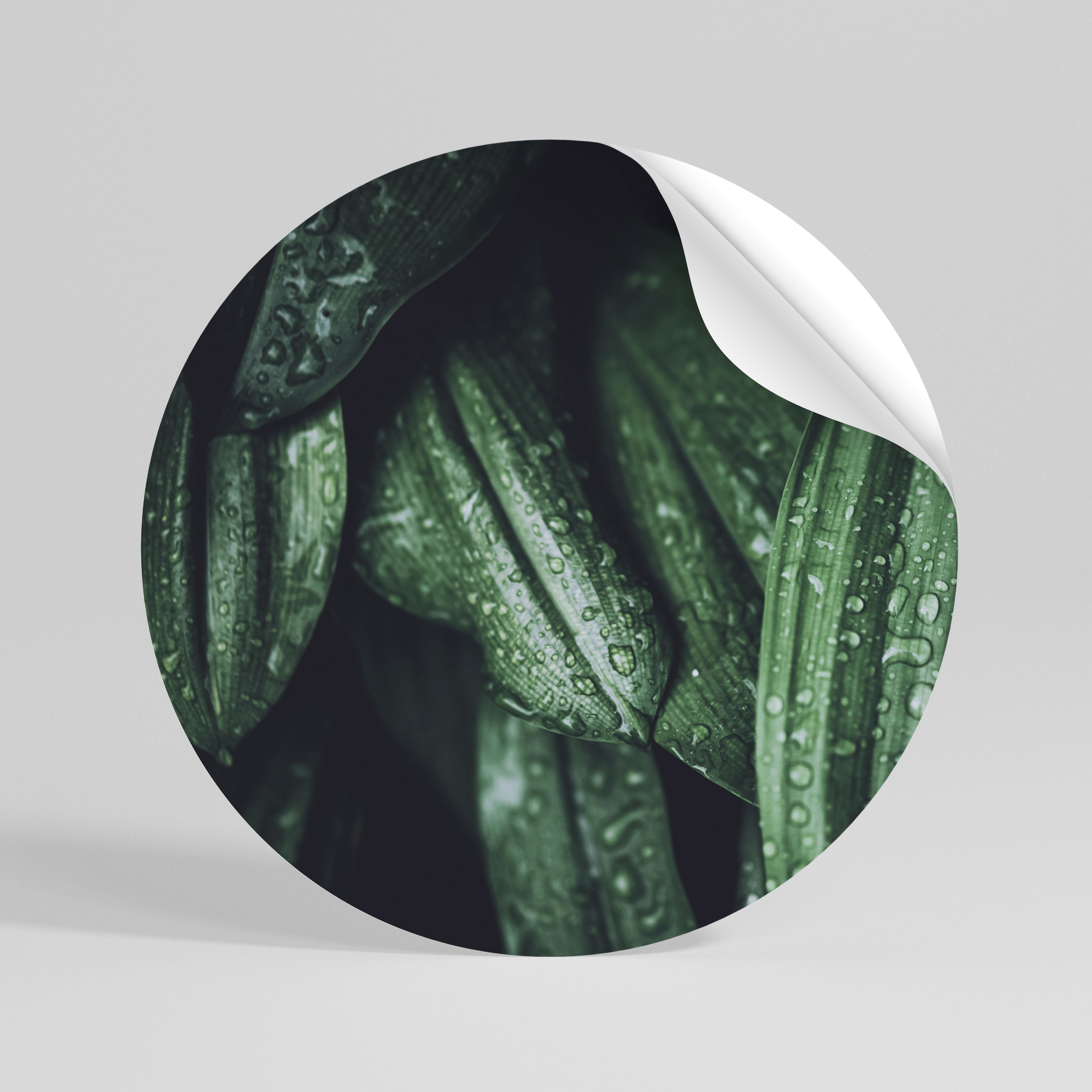 LUSH DROPLET DANCE Peel and Stick Round Sticker