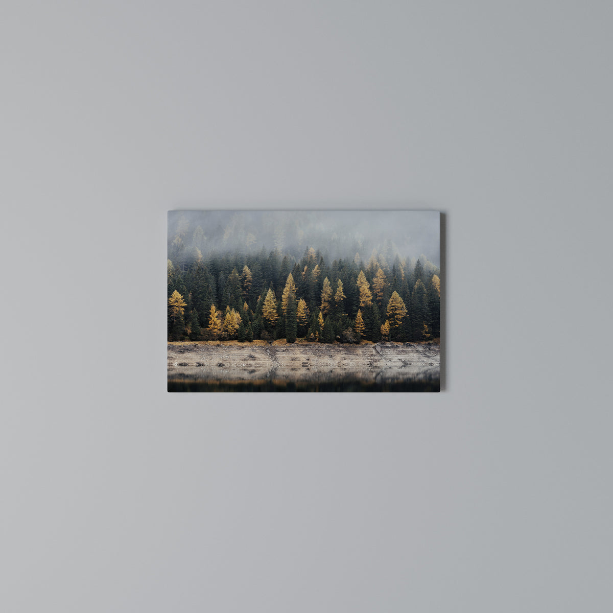 GOLDEN TREES IN FOG Cuadro en lienzo horizontal
