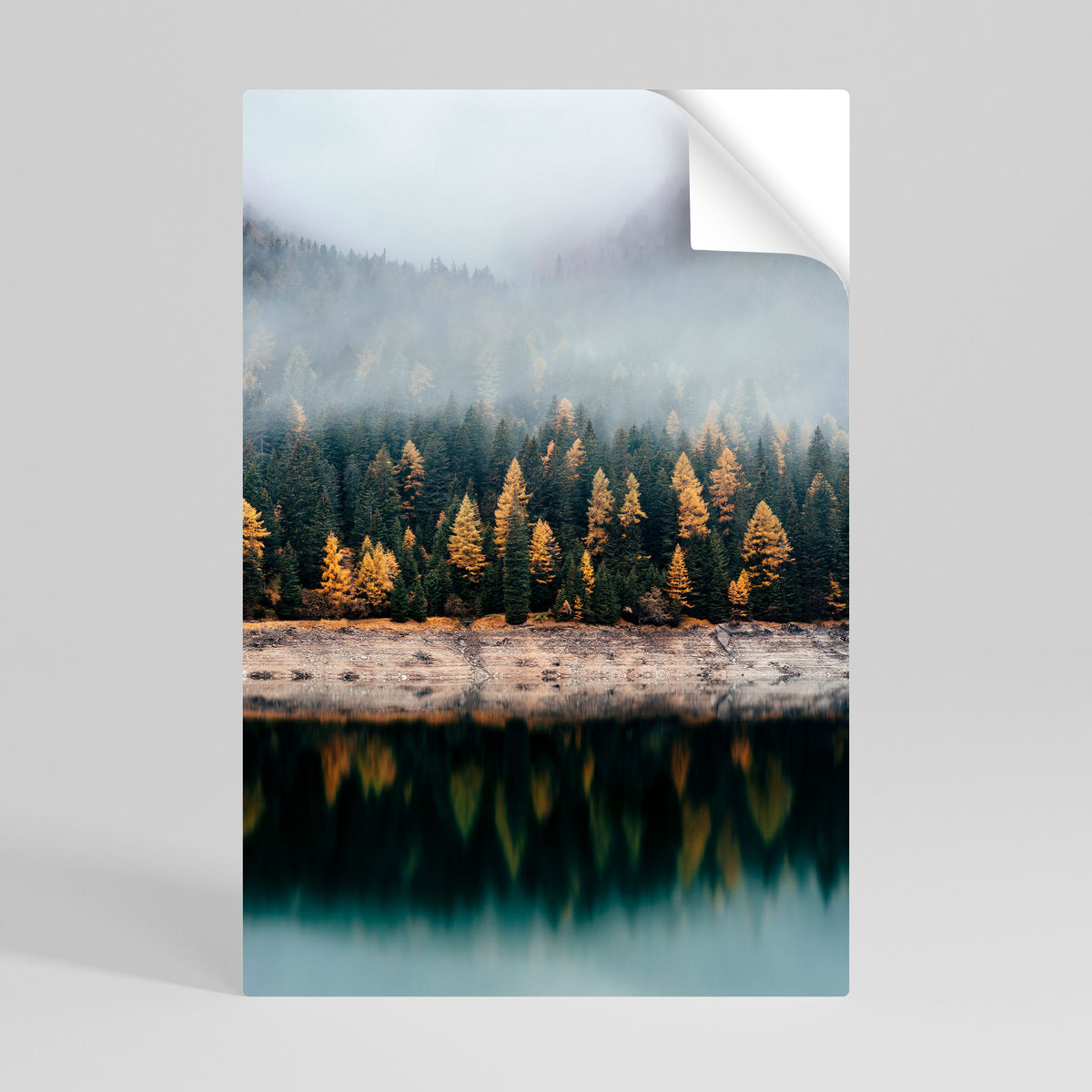 GOLDEN TREES IN FOG Póster adhesivo vertical