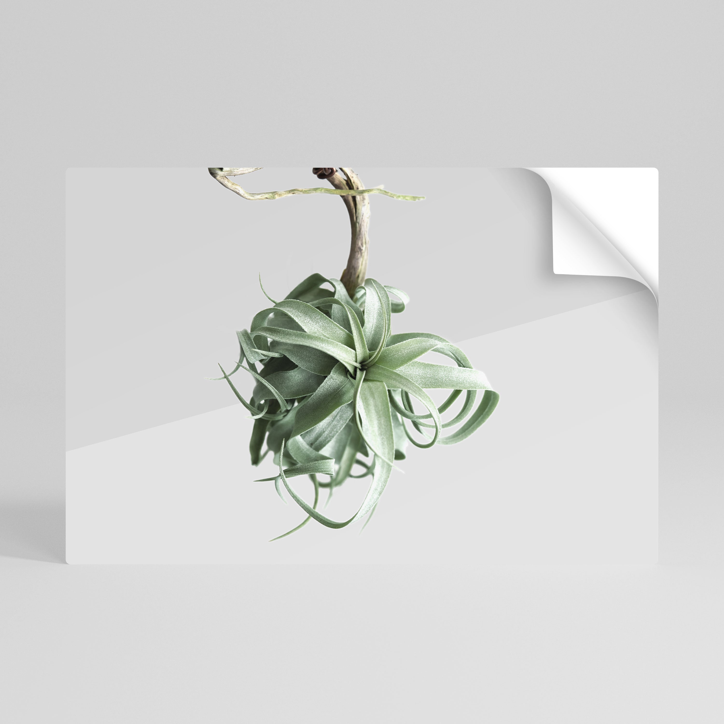 MARAÑA DE LA NATURALEZA Póster horizontal autoadhesivo