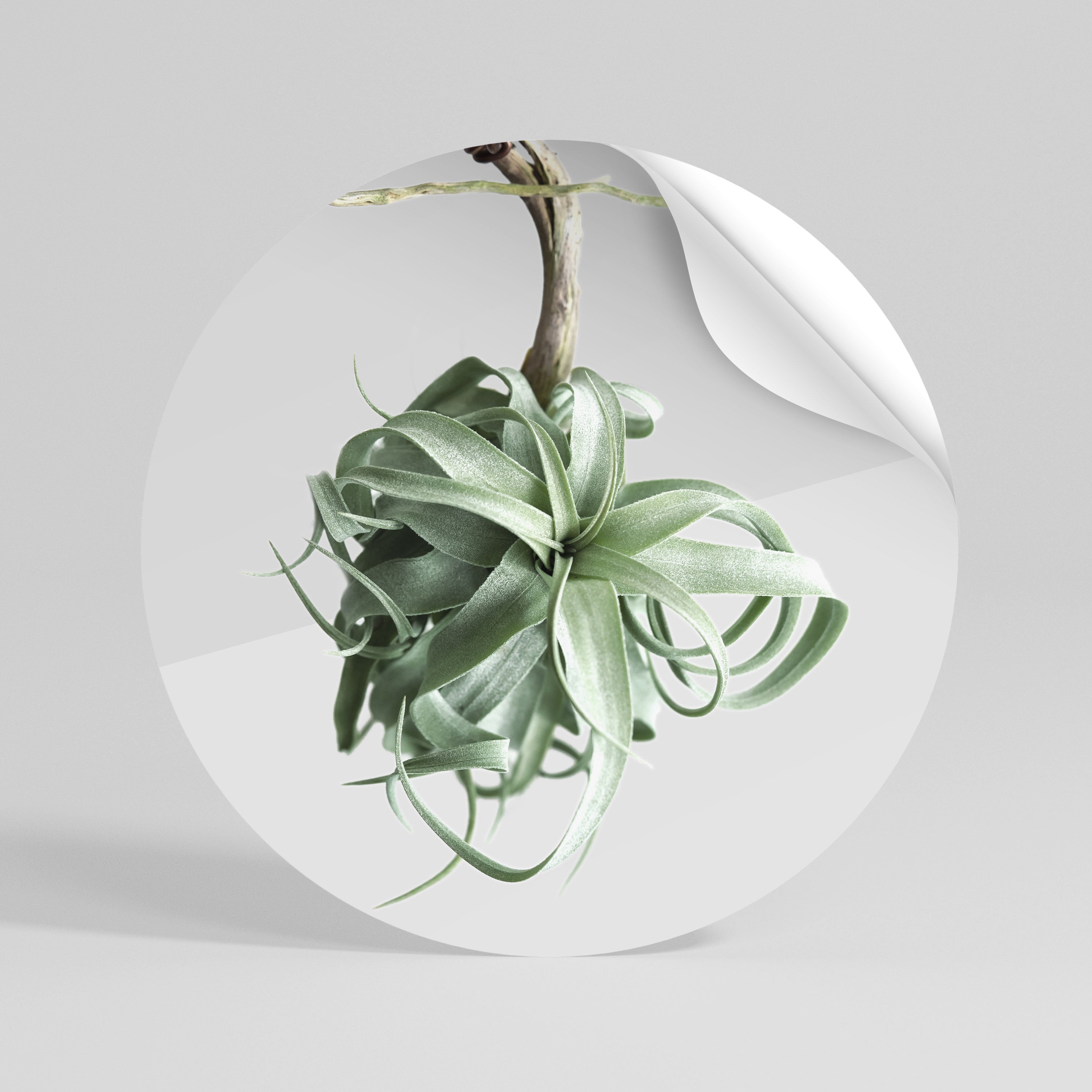 TANGLE OF NATURE Vinilo adhesivo redondo