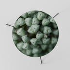 TEXTURED GREEN TIDBITS Coffee Table 60