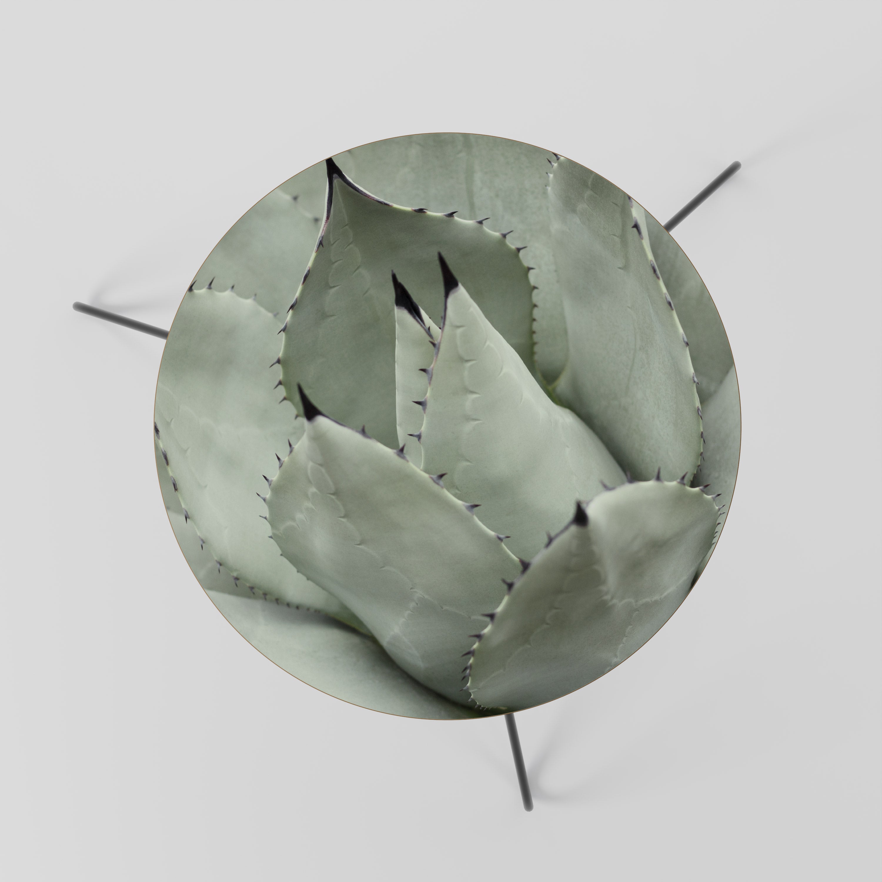 MYSTICAL SUCCULENT DREAM Coffee Table 60