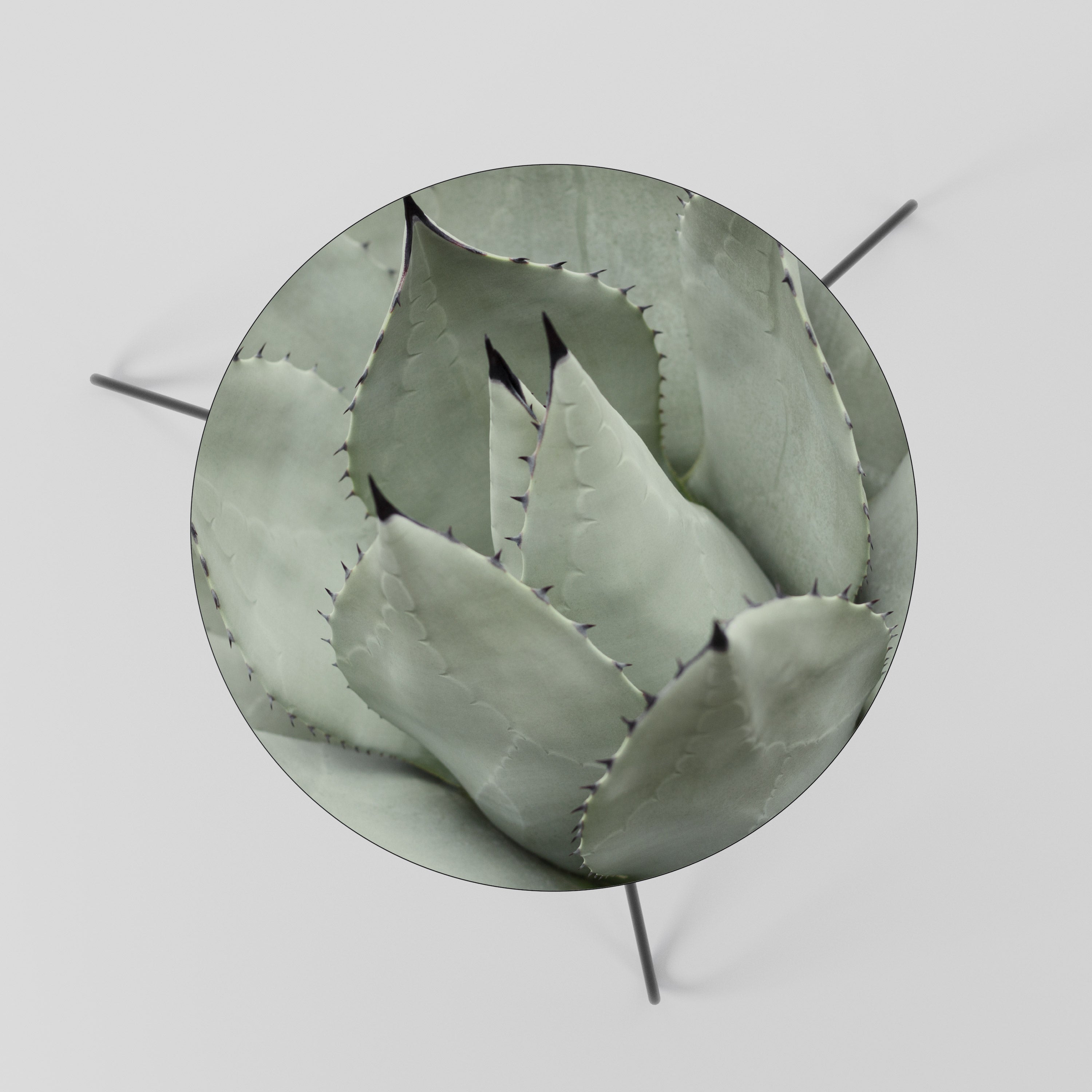 MYSTICAL SUCCULENT DREAM Coffee Table 60