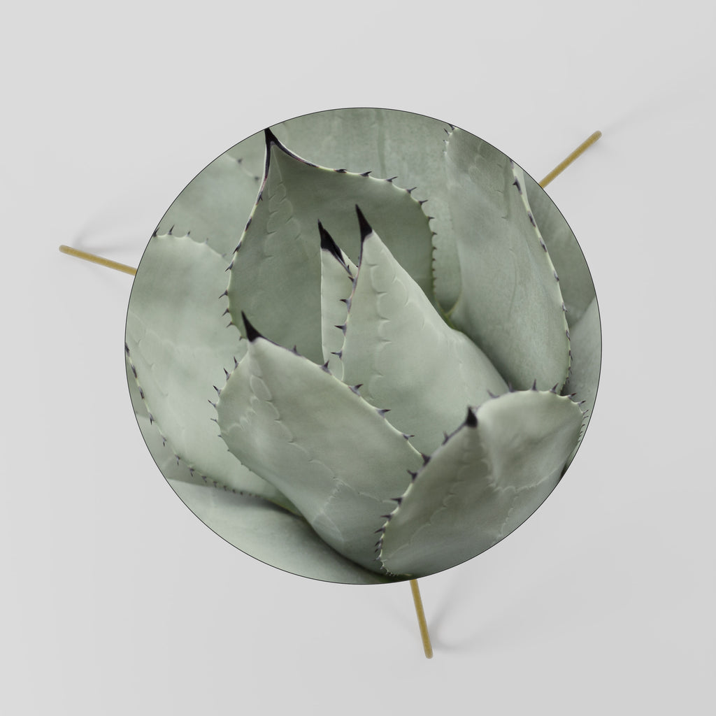 MYSTICAL SUCCULENT DREAM Coffee Table 60