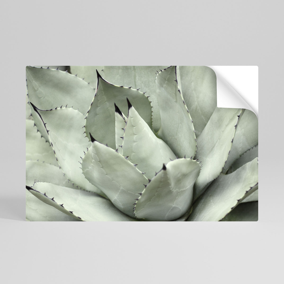 MYSTICAL SUCCULENT DREAM Póster adhesivo horizontal