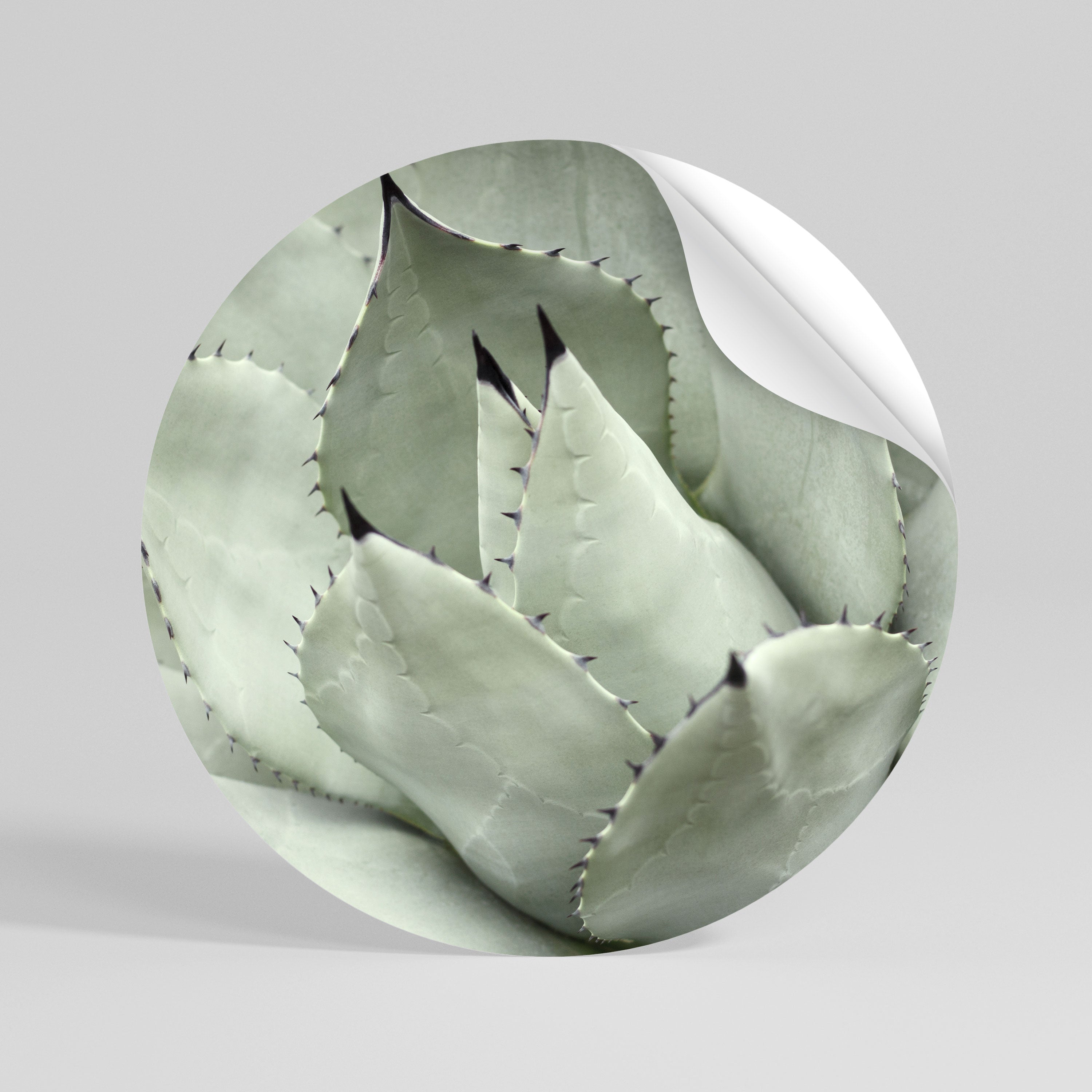 MYSTICAL SUCCULENT DREAM Vinilo adhesivo redondo