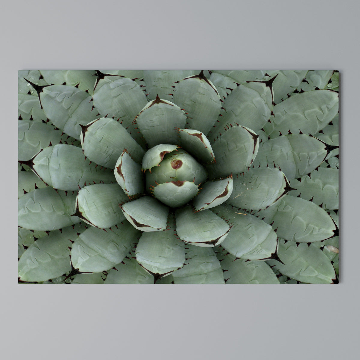 SUCCULENT SYMMETRY Cuadro en lienzo horizontal