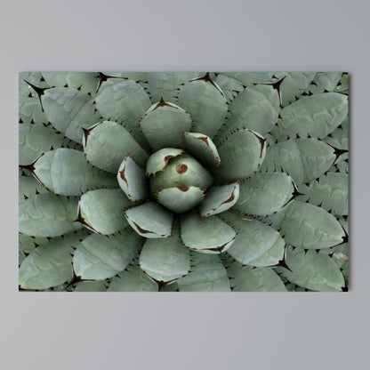 SUCCULENT SYMMETRY Cuadro en lienzo horizontal