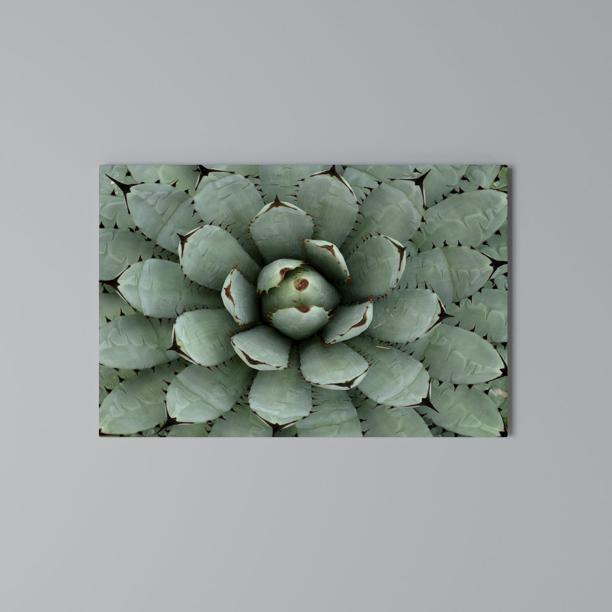SUCCULENT SYMMETRY Cuadro en lienzo horizontal