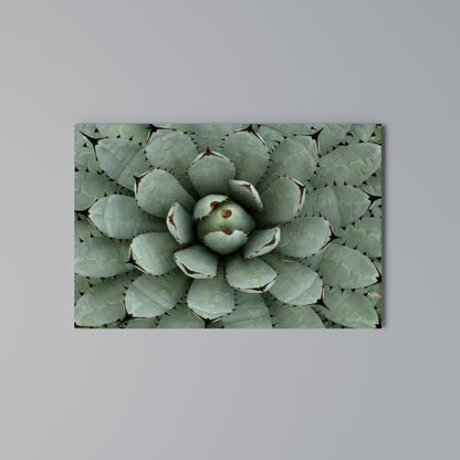 SUCCULENT SYMMETRY Cuadro en lienzo horizontal
