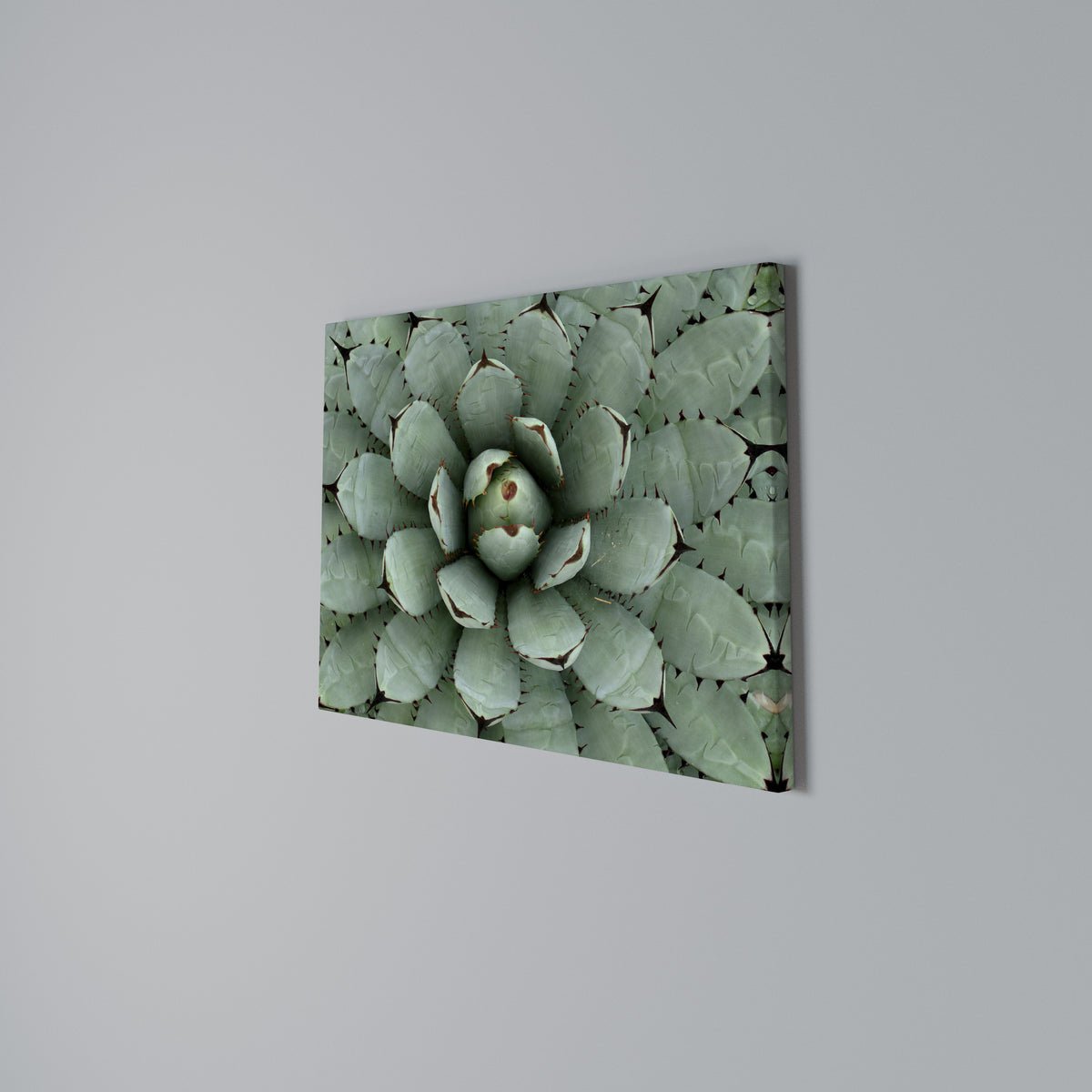 SUCCULENT SYMMETRY Cuadro en lienzo horizontal