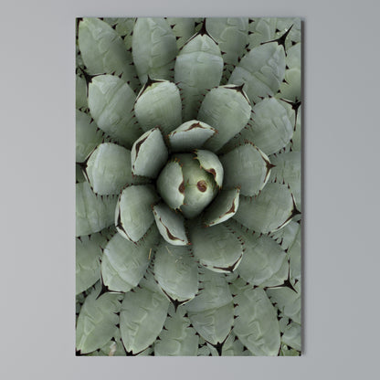 SUCCULENT SYMMETRY Vertical Canvas Print