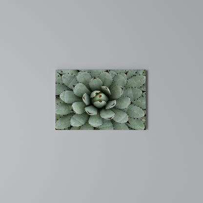 SUCCULENT SYMMETRY Cuadro en lienzo horizontal
