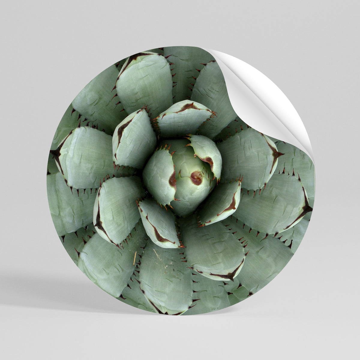SUCCULENT SYMMETRY Vinilo adhesivo redondo