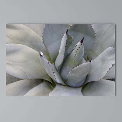 AGAVE ELEGANCE Cuadro en lienzo horizontal