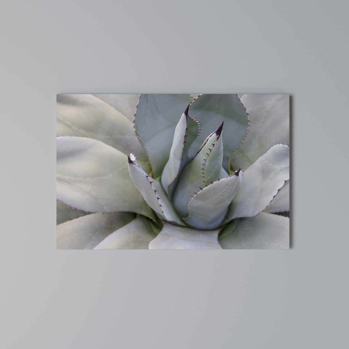 AGAVE ELEGANCE Cuadro en lienzo horizontal