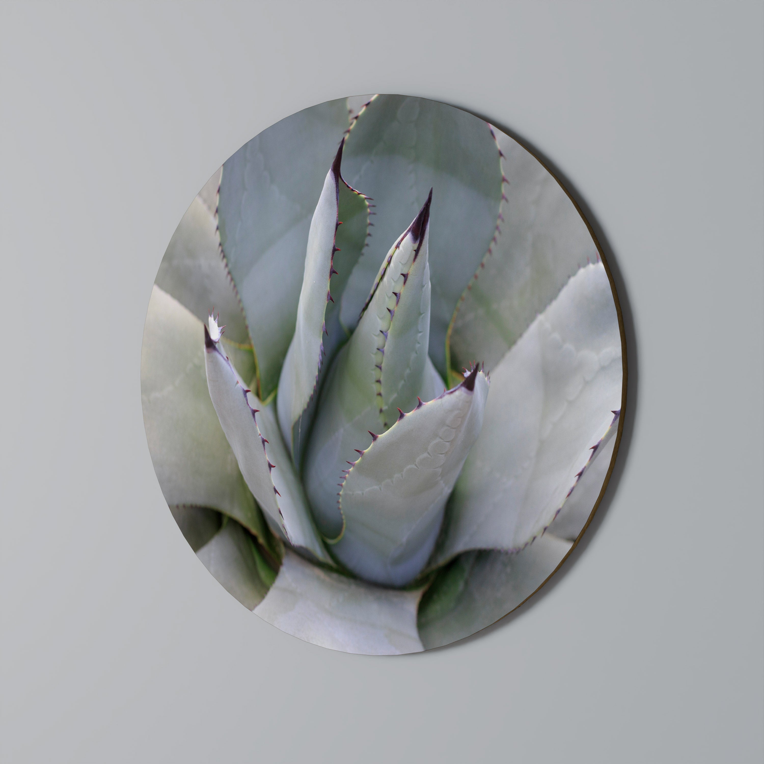 AGAVE ELEGANCE Round Wall Art