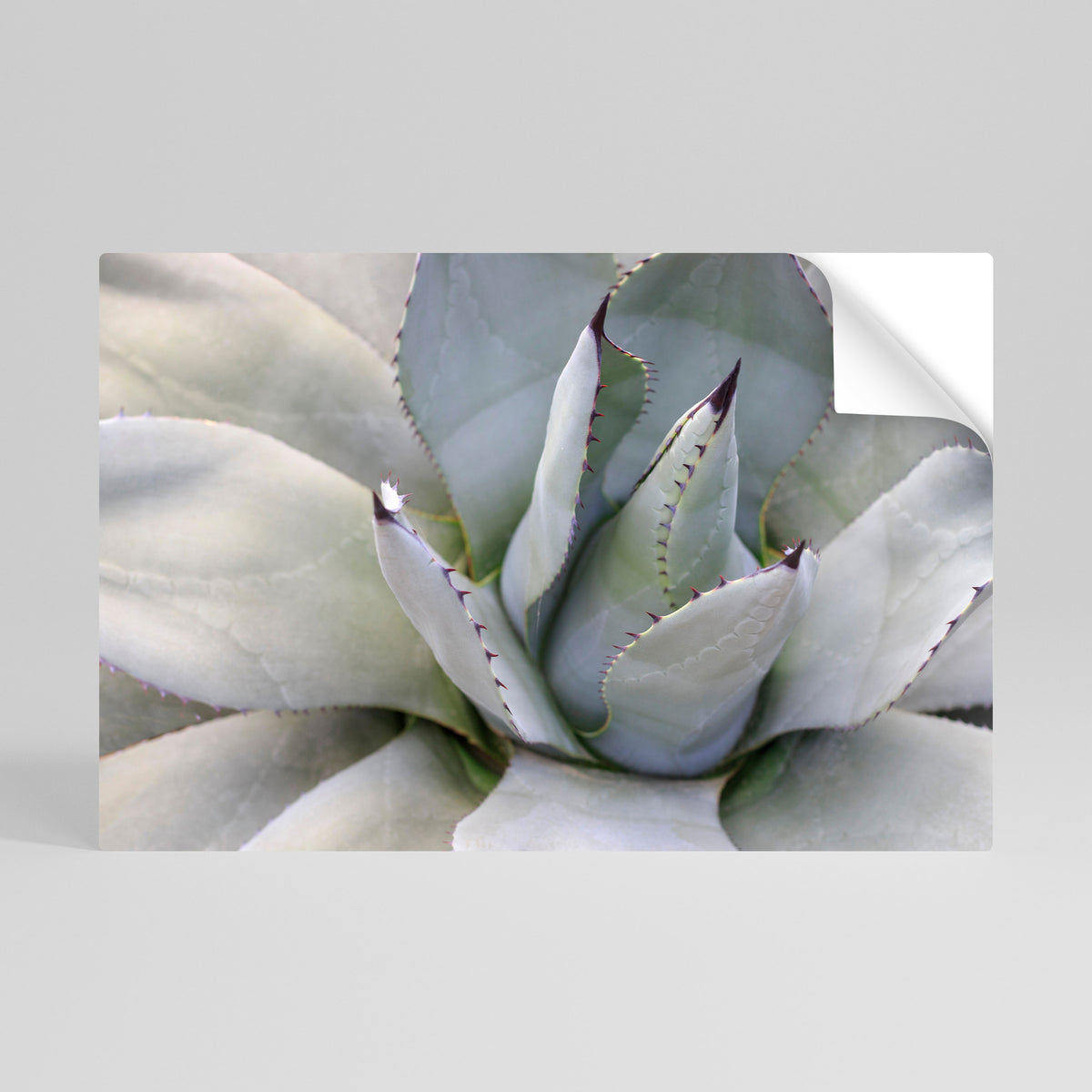 AGAVE ELEGANCE Peel and Stick Horizontal Poster