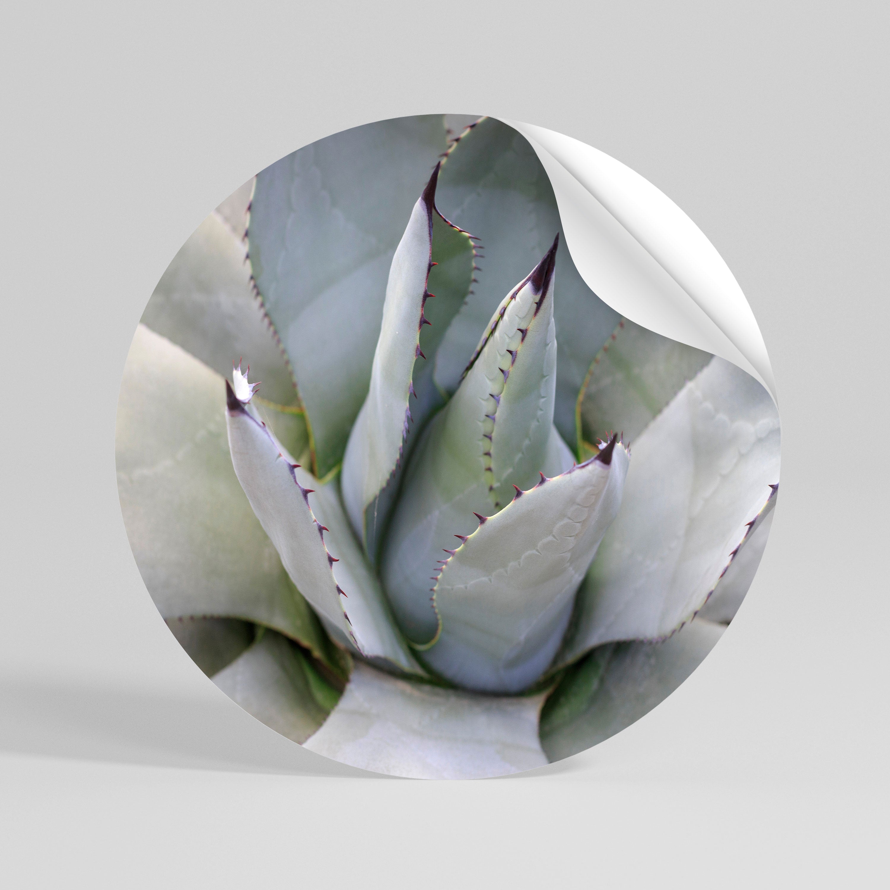 AGAVE ELEGANCE Peel and Stick Round Sticker